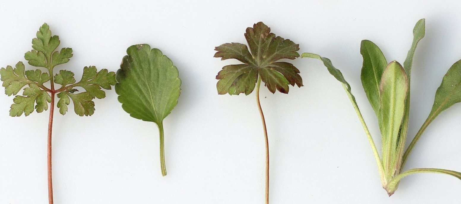 Herbs for Health