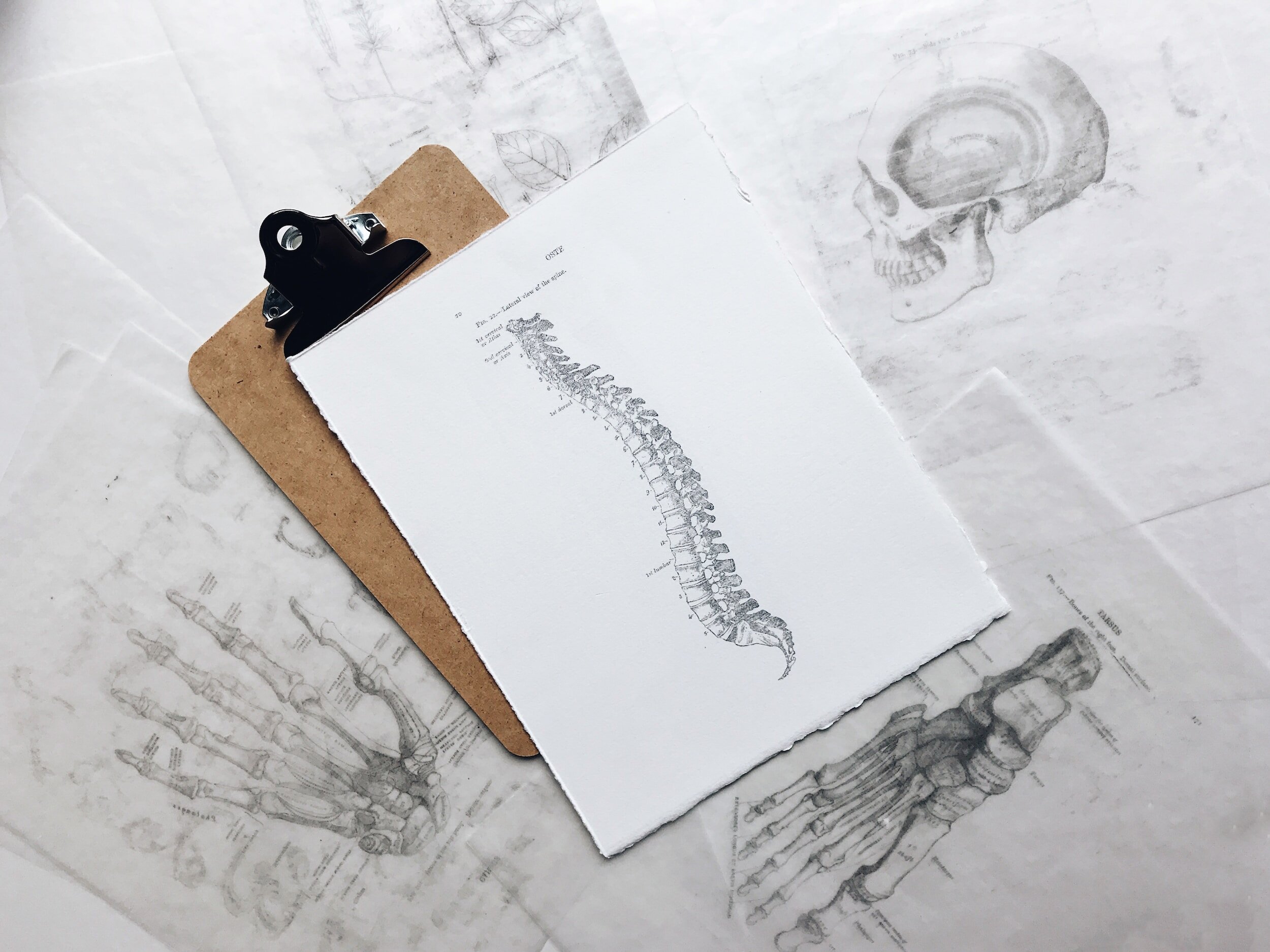 Anatomy & Physiology